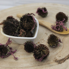 Třapatka nachová - květ celý -Echinacea purpurea Třapatka nachová - květ celý -Echinacea purpurea