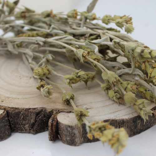 Herbata górska mursalska, gojnik macedoński -  - ziele - Sideritis scardica - Herba sideritis scardica - Objem: 1000 g