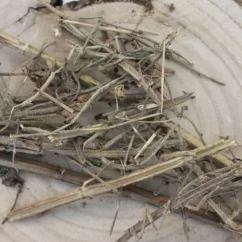 Szałwia muszkatołowa Plasterki - Salvia sclarea