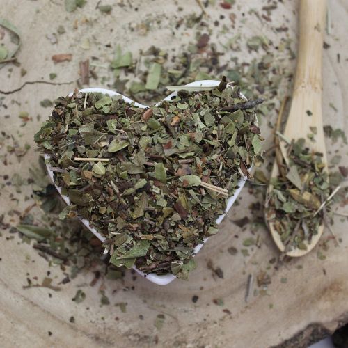 Borówka brusznica - cięte liście - Vaccinium vitis