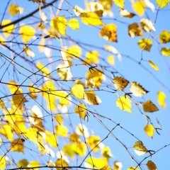 Naturální voda Bříza bílá Betula Alba Naturální voda Bříza bílá Betula Alba