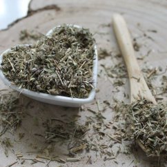 Macierzanka piaskowa - Thymus serpyllum