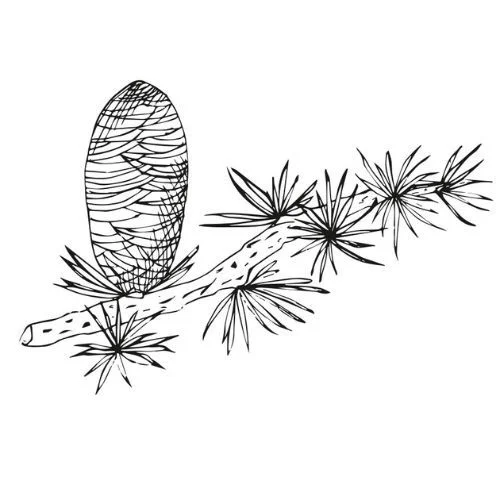 Cédrový olej 100% Alteya Organics 5 ml