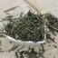 Chinese tea plant, green tea Sencha - Thea sinensis Sencha Emerosa