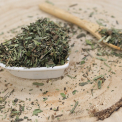 Babka lancetowata - liść cięty - Plantago lanceolata Babka lancetowata - liść cięty - Plantago lanceolata