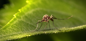 Natürliche Hausmittel gegen Mücken und andere Insekten