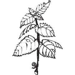 Zöldmenta olaj 100% Alteya Organics 5 ml
