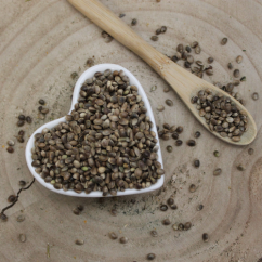 Konopie siewne (techniczne) - nasionko - Cannabis sativa - Cannabis semen