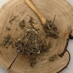 Slamienka talianska - kvet - Helichrysum italicum - Flos helichrysi