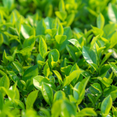 Naturální voda Zelený čaj, Čajovník čínský Green Tea water Emerosa 1 l