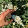 Esenciální olej Eukalyptus Venoc 10ml