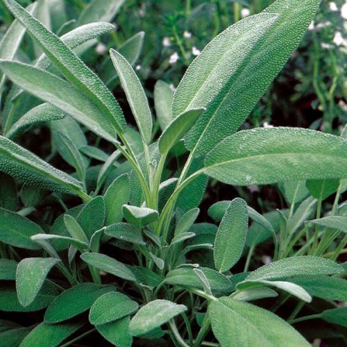 Šalvějový olej 100% Alteya Organics 10ml