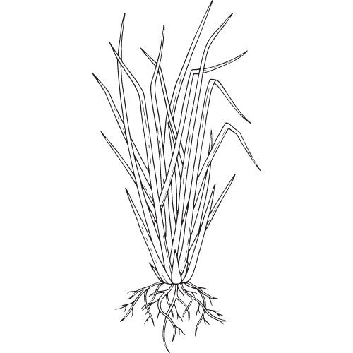 Vetiver olej 100% Alteya Organics 5 ml