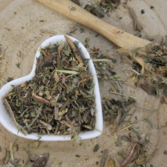 Smetanka lékařská, pampeliška - list nařezaný - Taraxacum officinale