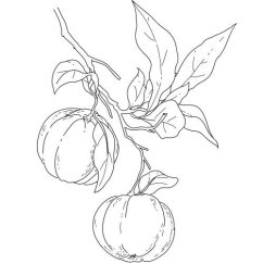 Neroli olaj 100% Alteya Organics 5 ml