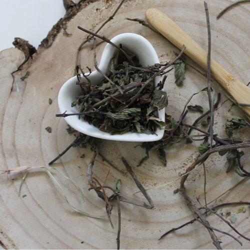 Mäta pieporná - Mentha piperita
