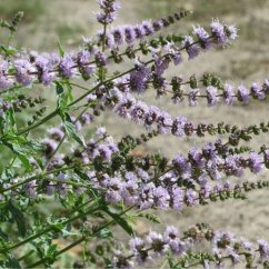 Naturální voda Máta klasnatá Mentha spicata