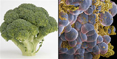 Brokolica a rakovina