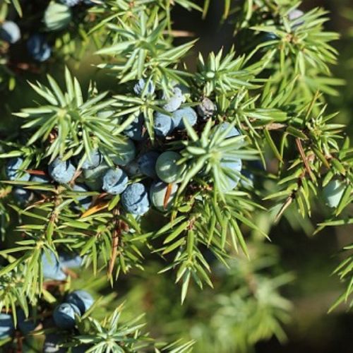 E-shop Bio voda z Borievky Juniperus communis 1 l