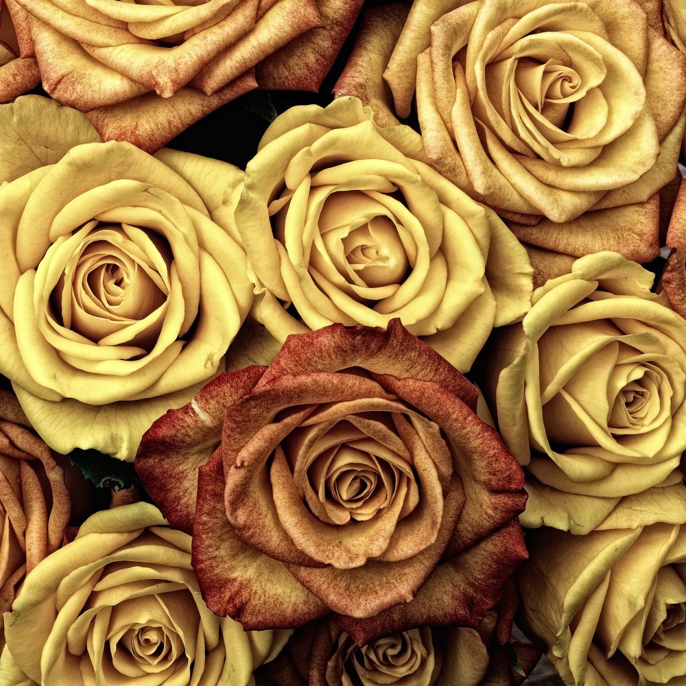 Ruža žltá